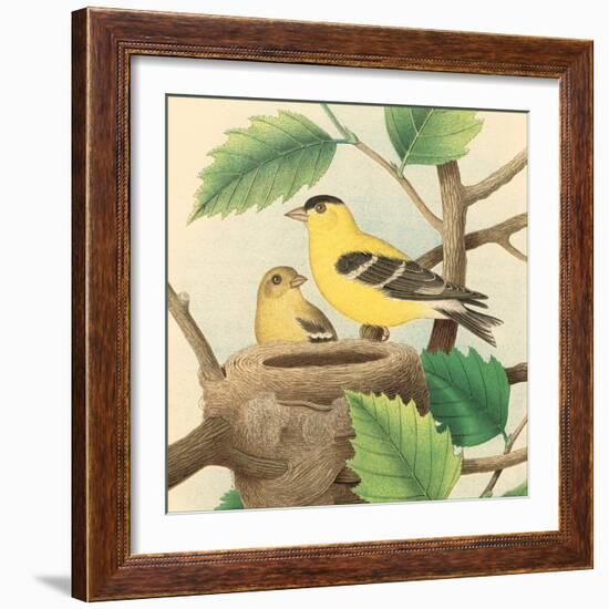 Goldfinch and Warbler A-John Gould-Framed Art Print