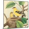 Goldfinch and Warbler A-John Gould-Mounted Art Print
