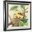 Goldfinch and Warbler A-John Gould-Framed Art Print