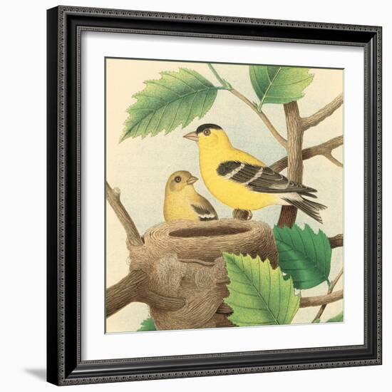 Goldfinch and Warbler A-John Gould-Framed Art Print