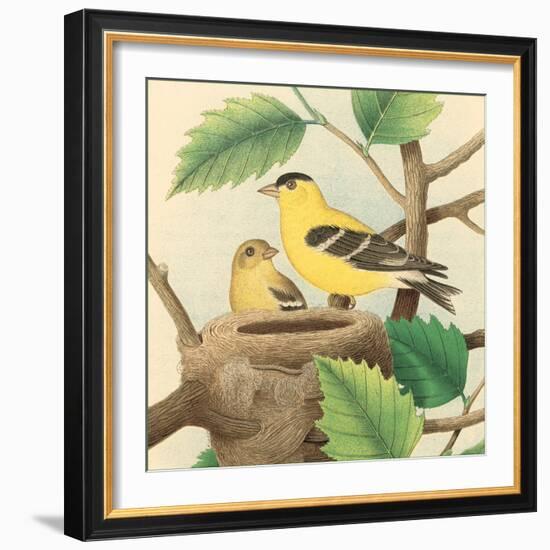 Goldfinch and Warbler A-John Gould-Framed Art Print