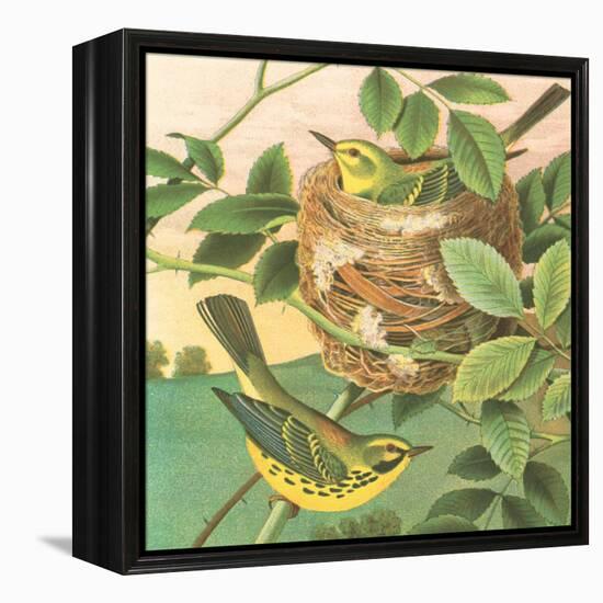 Goldfinch and Warbler B-John Gould-Framed Stretched Canvas