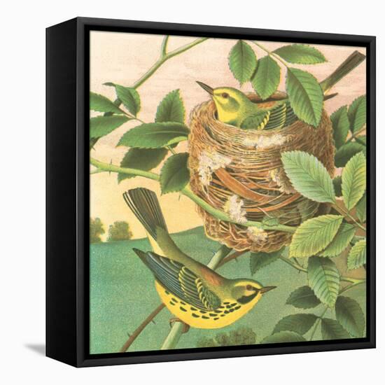 Goldfinch and Warbler B-John Gould-Framed Stretched Canvas