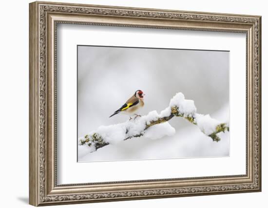 Goldfinch (Carduelis Carduelis) Perched on a Snow Covered Branch, Perthshire, Scotland, UK, April-Fergus Gill-Framed Photographic Print