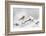 Goldfinch (Carduelis Carduelis) Perched on a Snow Covered Branch, Perthshire, Scotland, UK, April-Fergus Gill-Framed Photographic Print