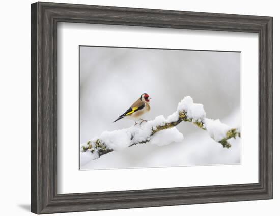 Goldfinch (Carduelis Carduelis) Perched on a Snow Covered Branch, Perthshire, Scotland, UK, April-Fergus Gill-Framed Photographic Print