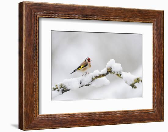 Goldfinch (Carduelis Carduelis) Perched on a Snow Covered Branch, Perthshire, Scotland, UK, April-Fergus Gill-Framed Photographic Print