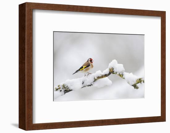 Goldfinch (Carduelis Carduelis) Perched on a Snow Covered Branch, Perthshire, Scotland, UK, April-Fergus Gill-Framed Photographic Print