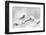 Goldfinch (Carduelis Carduelis) Perched on a Snow Covered Branch, Perthshire, Scotland, UK, April-Fergus Gill-Framed Photographic Print