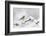 Goldfinch (Carduelis Carduelis) Perched on a Snow Covered Branch, Perthshire, Scotland, UK, April-Fergus Gill-Framed Photographic Print