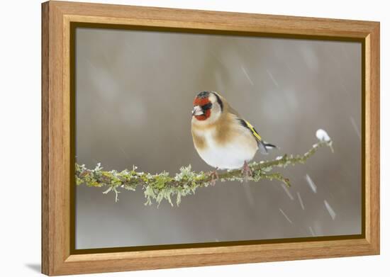 Goldfinch (Carduelis Carduelis) Perched on Branch in Snow, Scotland, UK, December-Mark Hamblin-Framed Premier Image Canvas