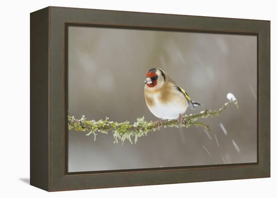 Goldfinch (Carduelis Carduelis) Perched on Branch in Snow, Scotland, UK, December-Mark Hamblin-Framed Premier Image Canvas