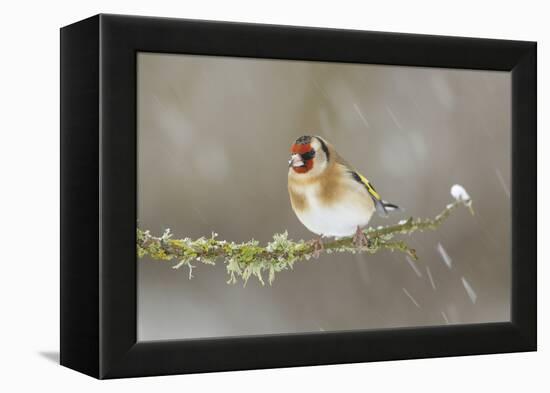 Goldfinch (Carduelis Carduelis) Perched on Branch in Snow, Scotland, UK, December-Mark Hamblin-Framed Premier Image Canvas