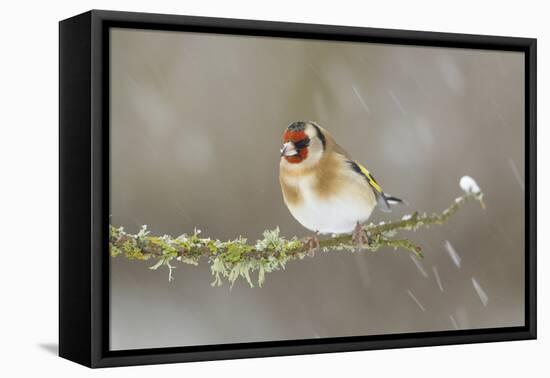 Goldfinch (Carduelis Carduelis) Perched on Branch in Snow, Scotland, UK, December-Mark Hamblin-Framed Premier Image Canvas