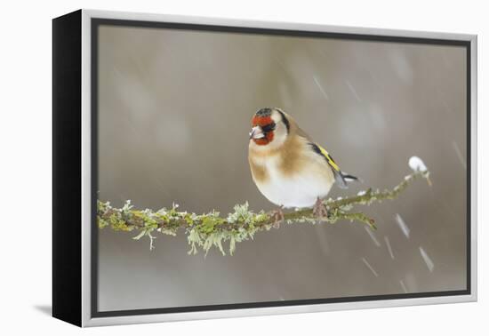 Goldfinch (Carduelis Carduelis) Perched on Branch in Snow, Scotland, UK, December-Mark Hamblin-Framed Premier Image Canvas