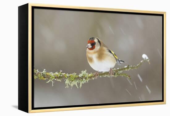 Goldfinch (Carduelis Carduelis) Perched on Branch in Snow, Scotland, UK, December-Mark Hamblin-Framed Premier Image Canvas