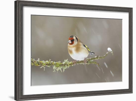 Goldfinch (Carduelis Carduelis) Perched on Branch in Snow, Scotland, UK, December-Mark Hamblin-Framed Photographic Print