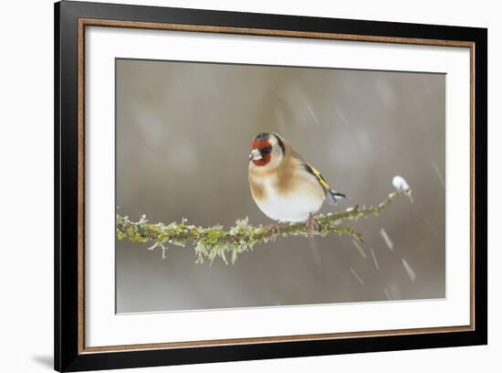 Goldfinch (Carduelis Carduelis) Perched on Branch in Snow, Scotland, UK, December-Mark Hamblin-Framed Photographic Print