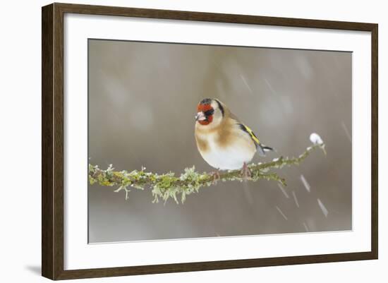 Goldfinch (Carduelis Carduelis) Perched on Branch in Snow, Scotland, UK, December-Mark Hamblin-Framed Photographic Print