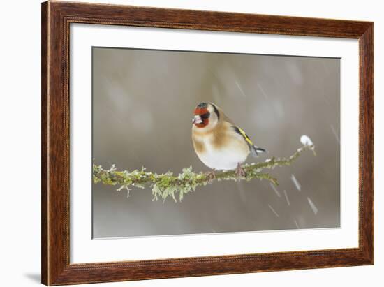 Goldfinch (Carduelis Carduelis) Perched on Branch in Snow, Scotland, UK, December-Mark Hamblin-Framed Photographic Print