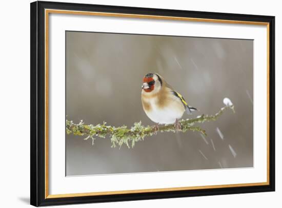 Goldfinch (Carduelis Carduelis) Perched on Branch in Snow, Scotland, UK, December-Mark Hamblin-Framed Photographic Print