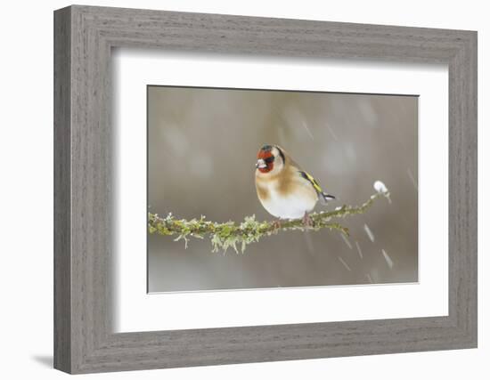 Goldfinch (Carduelis Carduelis) Perched on Branch in Snow, Scotland, UK, December-Mark Hamblin-Framed Photographic Print