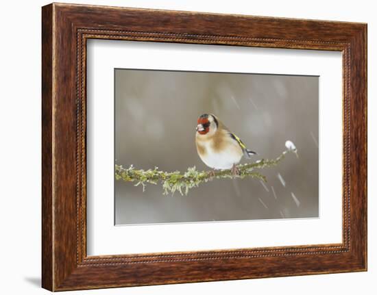 Goldfinch (Carduelis Carduelis) Perched on Branch in Snow, Scotland, UK, December-Mark Hamblin-Framed Photographic Print