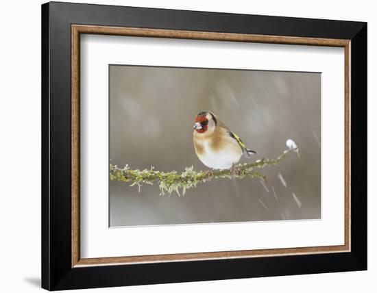 Goldfinch (Carduelis Carduelis) Perched on Branch in Snow, Scotland, UK, December-Mark Hamblin-Framed Photographic Print