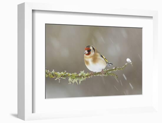 Goldfinch (Carduelis Carduelis) Perched on Branch in Snow, Scotland, UK, December-Mark Hamblin-Framed Photographic Print