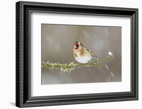 Goldfinch (Carduelis Carduelis) Perched on Branch in Snow, Scotland, UK, December-Mark Hamblin-Framed Photographic Print