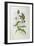 Goldfinch (Carduelis Elegans)-John Gould and H.C. Richter-Framed Giclee Print