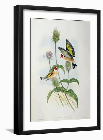 Goldfinch (Carduelis Elegans)-John Gould and H.C. Richter-Framed Giclee Print