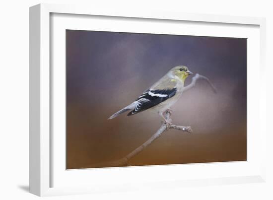 Goldfinch in the Light-Jai Johnson-Framed Giclee Print