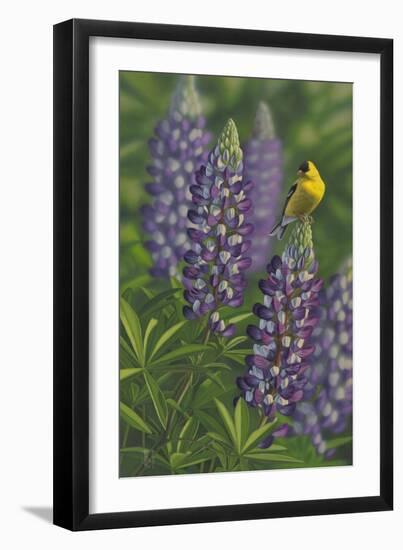 Goldfinch Lupine-Jeffrey Hoff-Framed Giclee Print