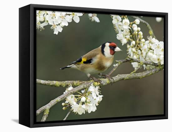 Goldfinch Perched Amongst Blackthorn Blossom, Hertfordshire, England, UK-Andy Sands-Framed Premier Image Canvas