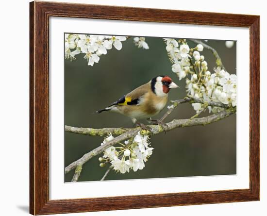 Goldfinch Perched Amongst Blackthorn Blossom, Hertfordshire, England, UK-Andy Sands-Framed Photographic Print