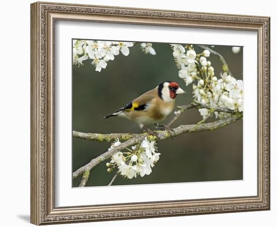 Goldfinch Perched Amongst Blackthorn Blossom, Hertfordshire, England, UK-Andy Sands-Framed Photographic Print