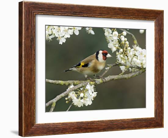 Goldfinch Perched Amongst Blackthorn Blossom, Hertfordshire, England, UK-Andy Sands-Framed Photographic Print