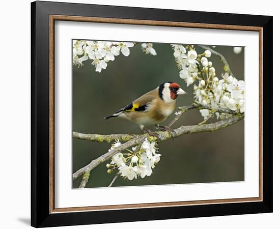 Goldfinch Perched Amongst Blackthorn Blossom, Hertfordshire, England, UK-Andy Sands-Framed Photographic Print