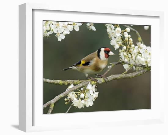 Goldfinch Perched Amongst Blackthorn Blossom, Hertfordshire, England, UK-Andy Sands-Framed Photographic Print