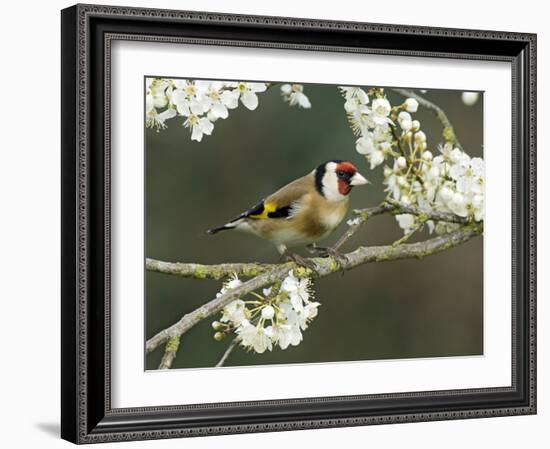 Goldfinch Perched Amongst Blackthorn Blossom, Hertfordshire, England, UK-Andy Sands-Framed Photographic Print