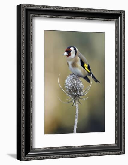 Goldfinch perched on frost covered Teasel , Hertfordshire, England, UK-Andy Sands-Framed Photographic Print