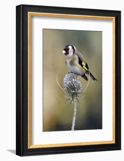 Goldfinch perched on frost covered Teasel , Hertfordshire, England, UK-Andy Sands-Framed Photographic Print