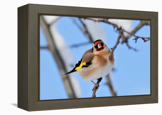 Goldfinch perched on twig in garden hedge, Scotland-Laurie Campbell-Framed Premier Image Canvas