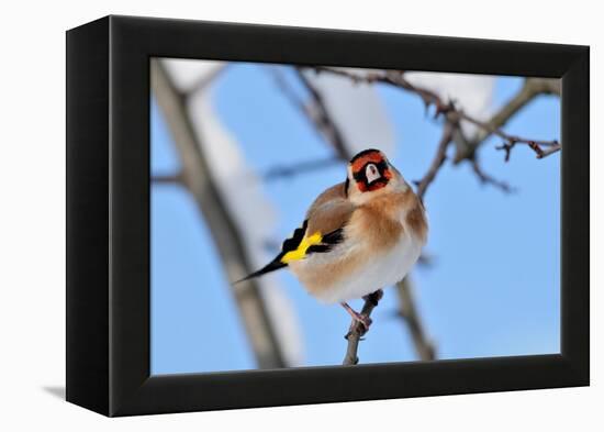 Goldfinch perched on twig in garden hedge, Scotland-Laurie Campbell-Framed Premier Image Canvas