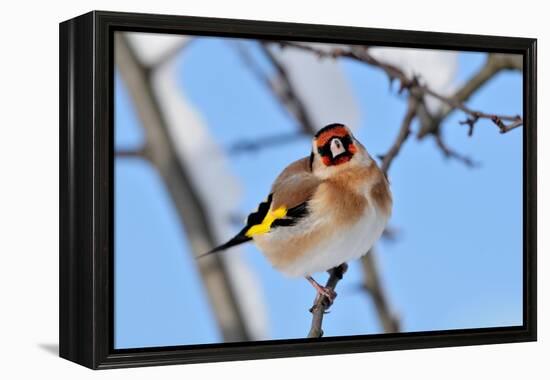 Goldfinch perched on twig in garden hedge, Scotland-Laurie Campbell-Framed Premier Image Canvas