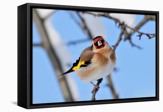 Goldfinch perched on twig in garden hedge, Scotland-Laurie Campbell-Framed Premier Image Canvas