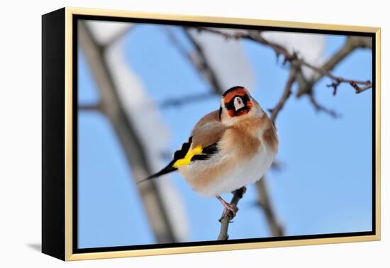 Goldfinch perched on twig in garden hedge, Scotland-Laurie Campbell-Framed Premier Image Canvas