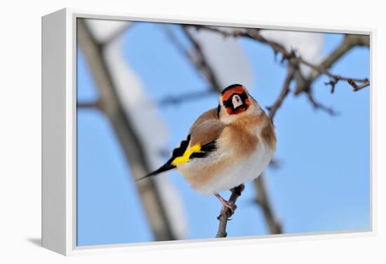 Goldfinch perched on twig in garden hedge, Scotland-Laurie Campbell-Framed Premier Image Canvas