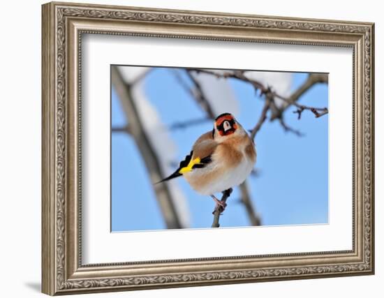 Goldfinch perched on twig in garden hedge, Scotland-Laurie Campbell-Framed Photographic Print